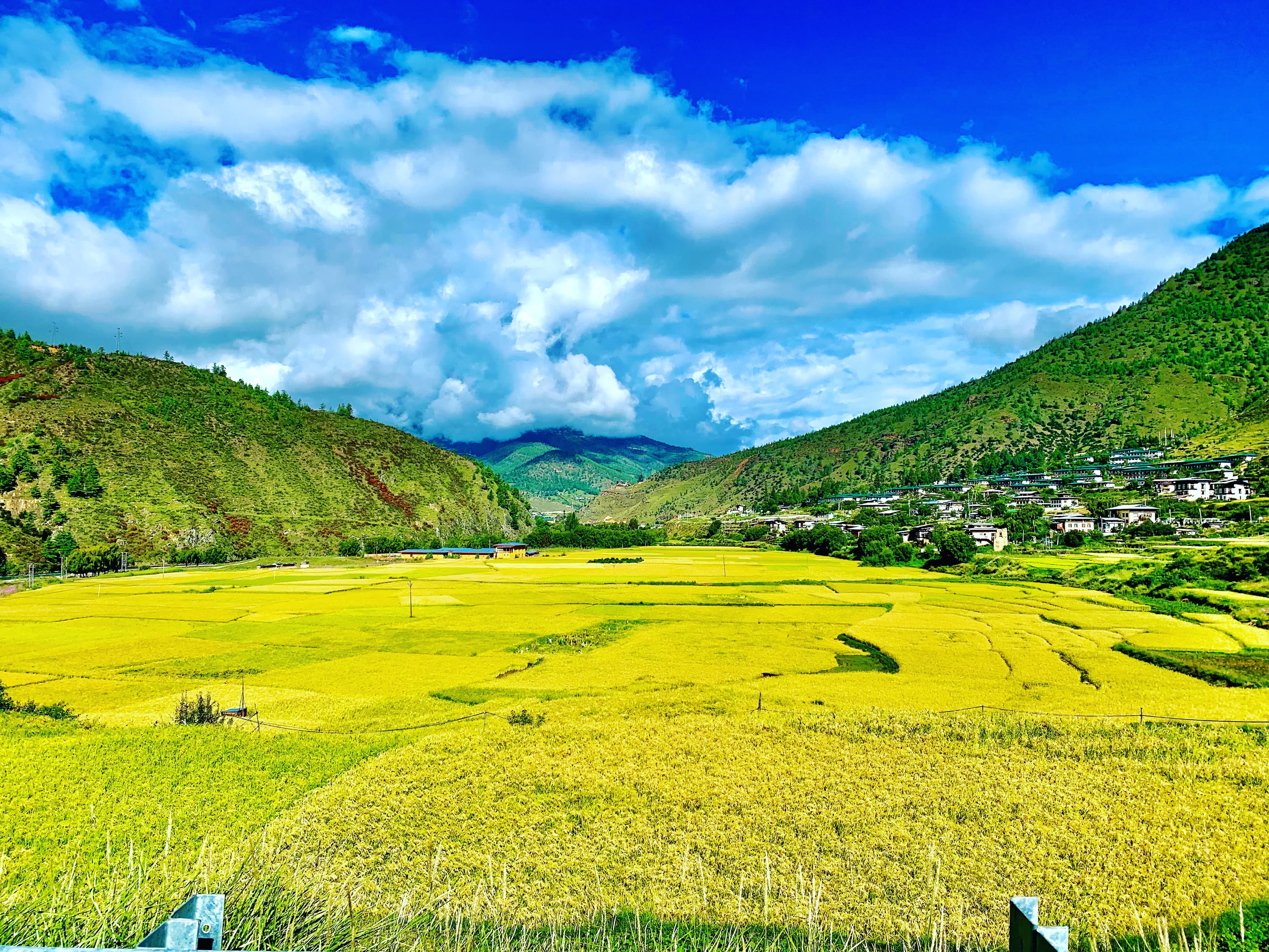 Living Spring Project